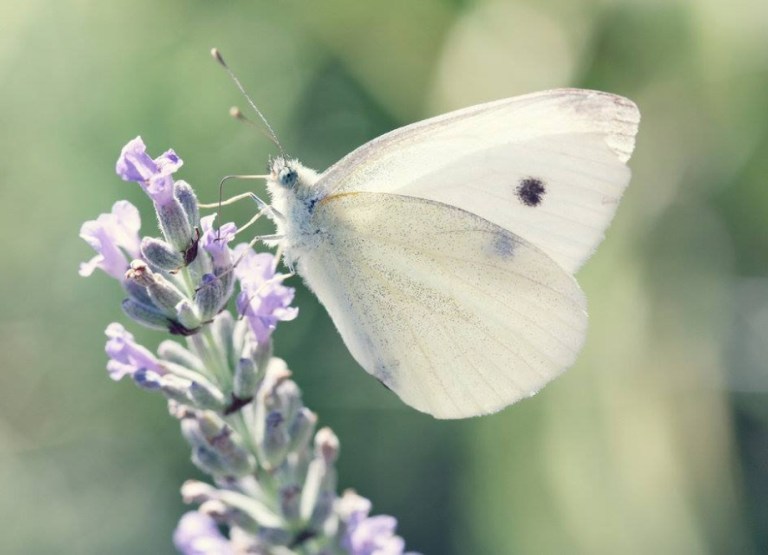 mariposa-blanca